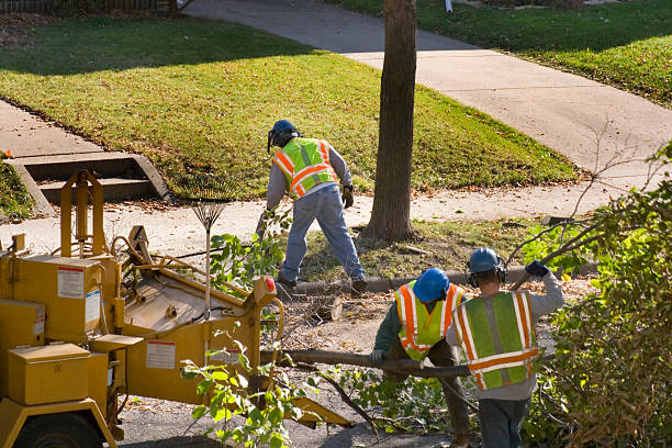 Best Arborist Consultation Services  in Chester Gap, VA